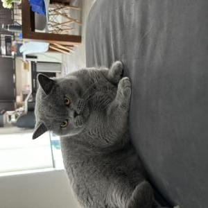 Lost Cat Mary Elizabeth