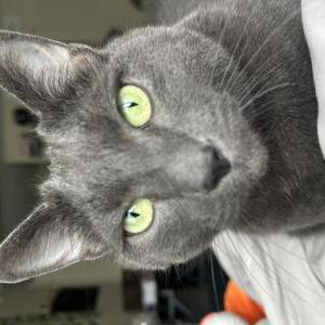 Lost Cat Mr.Grey