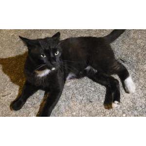 Lost Cat Scruffy
