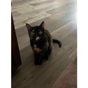 Lost Cat Smudge