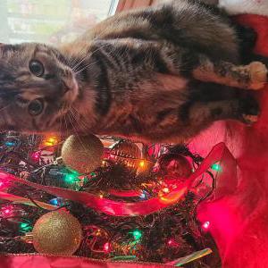 Lost Cat Kash