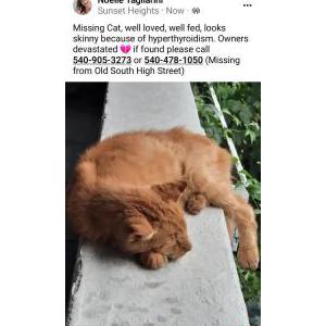Lost Cat Mangey
