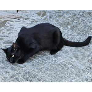 Found Cat Unknown