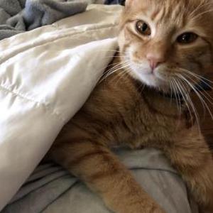 Lost Cat Thor