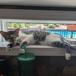 Lost Cat Dex