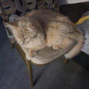Lost Cat Mi boo