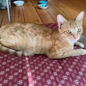Found Cat Unknown