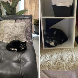 Lost Cat Sasha