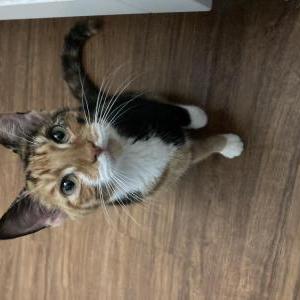 Found Cat Unknown