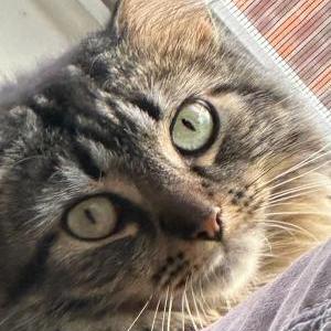 Lost Cat Nova