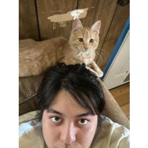 Lost Cat Loki