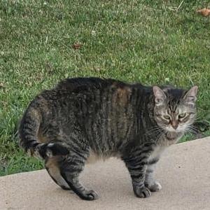 Lost Cat Lucy