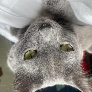 Lost Cat Luna