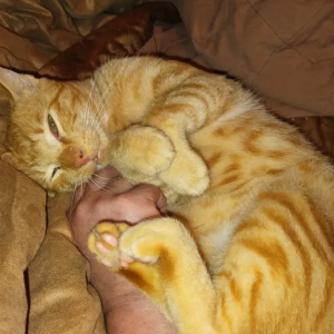 Lost Cat Waffles