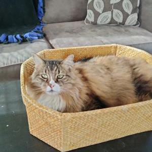 Lost Cat Petal