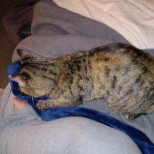 Lost Cat Loralie