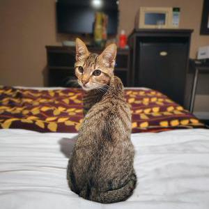 Lost Cat tigger
