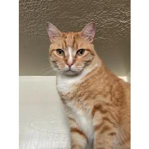Lost Cat Leo