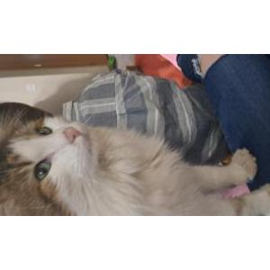 Lost Cat Tigger