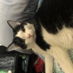 Lost Cat Sanchez