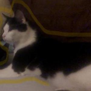 2nd Image of Sanchez, Lost Cat