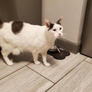 Lost Cat Z