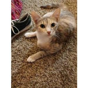 Lost Cat Wanda Jones
