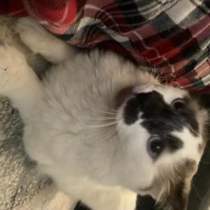 Lost Cat Mocha