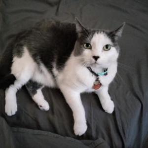 Lost Cat Olive