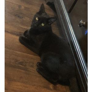 Lost Cat Sake