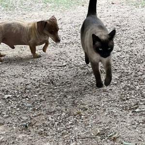 Lost Cat Ricky