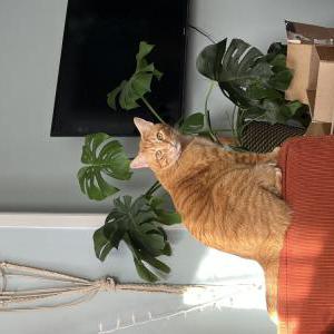 Lost Cat Titian