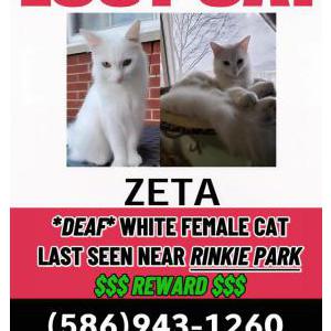 Lost Cat Zeta