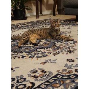 Lost Cat Poochu