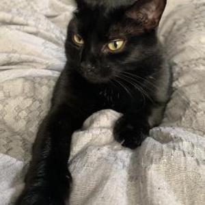 Lost Cat Luna