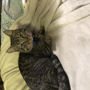 Lost Cat Peter