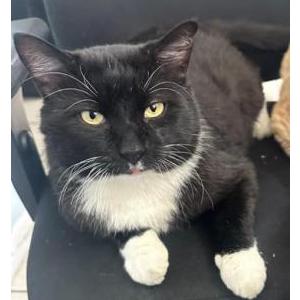 Lost Cat Milo