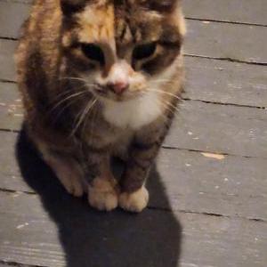Found Cat unknown