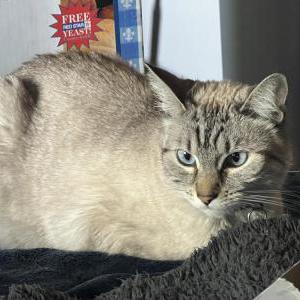 Lost Cat Echo