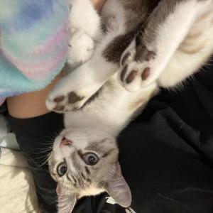 Image of Chowder, Lost Cat
