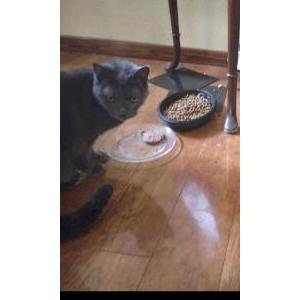Lost Cat Marie