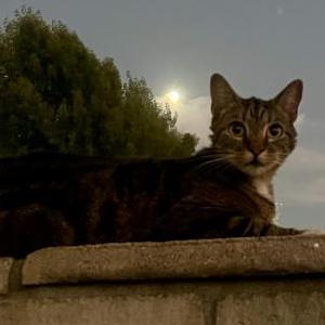 Lost Cat Boo
