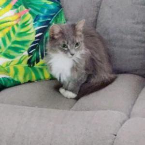 Lost Cat Sophie