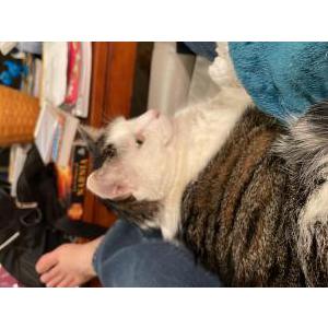 Lost Cat Nugget