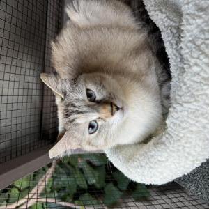 Lost Cat Lea