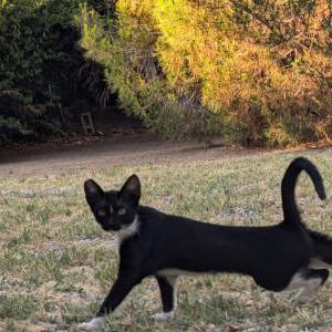 Lost Cat TJ