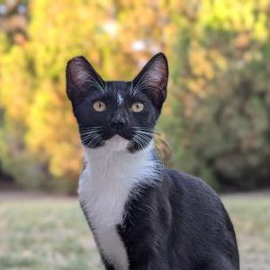 2nd Image of TJ, Lost Cat