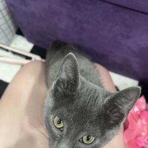 Lost Cat Fez/ stinky butt