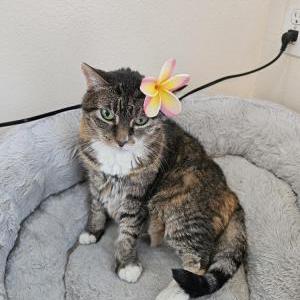 Lost Cat Michi
