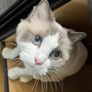 Lost Cat Maggie